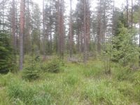 20190614_175141_pieni.jpg 20190614_175141_pieni.jpg